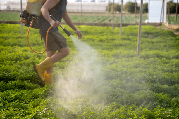 Best Local Pest Control Services  in Trinity, FL