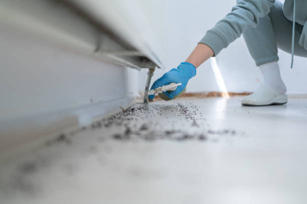 Pest Prevention Services in Trinity, FL